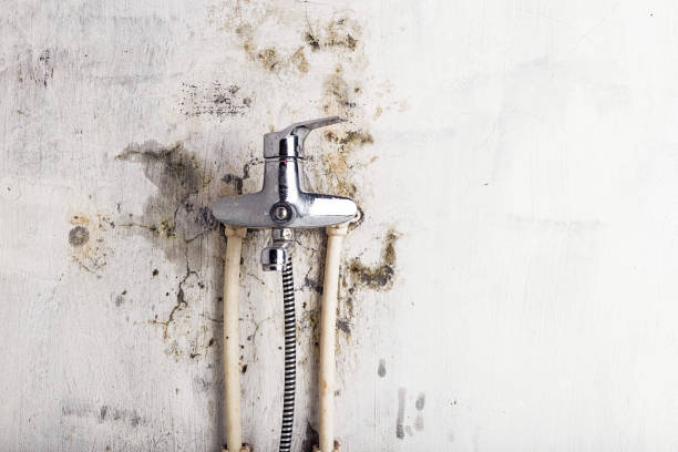 Best Bathroom Mold Remediation in Austintown, OH
