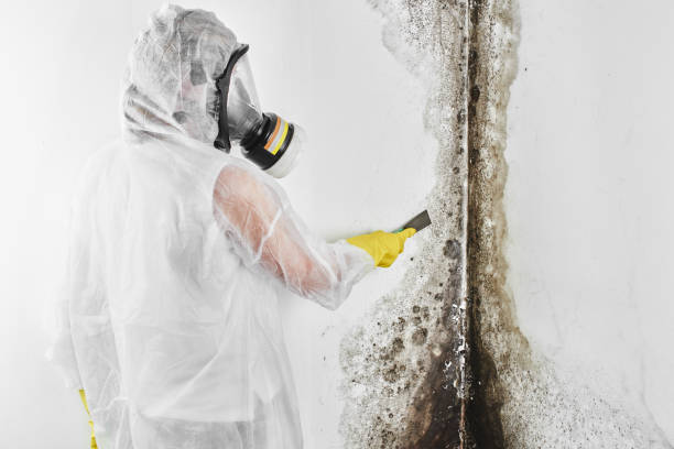 Professional Mold Remediation in Austintown, OH