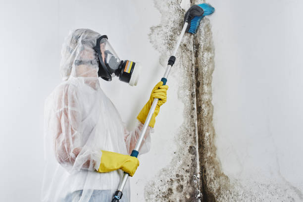 Best Black Mold Remediation in Austintown, OH