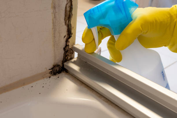 Best Attic Mold Remediation in Austintown, OH