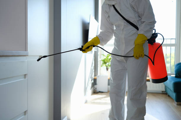 Best White Mold Remediation in Austintown, OH