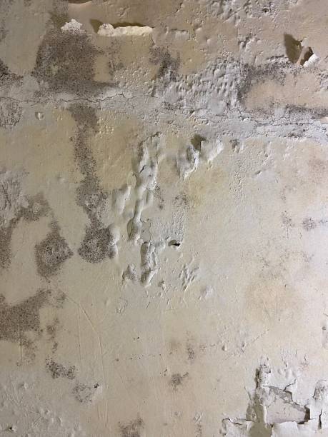 Best Commercial Mold Remediation in Austintown, OH